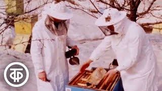 Уход за пчелами весной. Наш сад (1982)