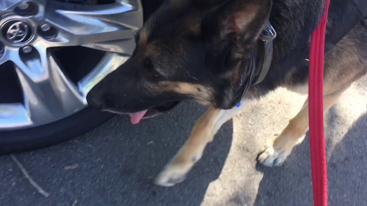 Dog Trainer Kurt Burk works with Bucky who is dog and human reactive