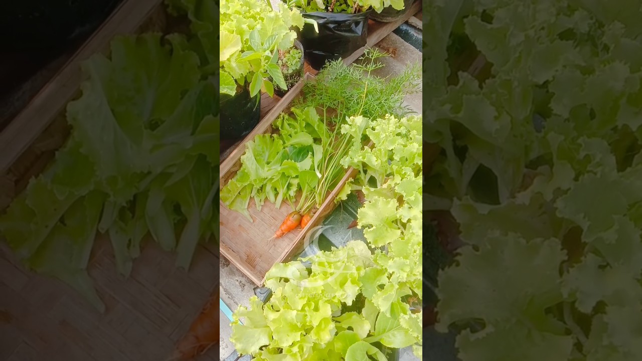 Growing tomato, harvesting mini carrots and lettuce 