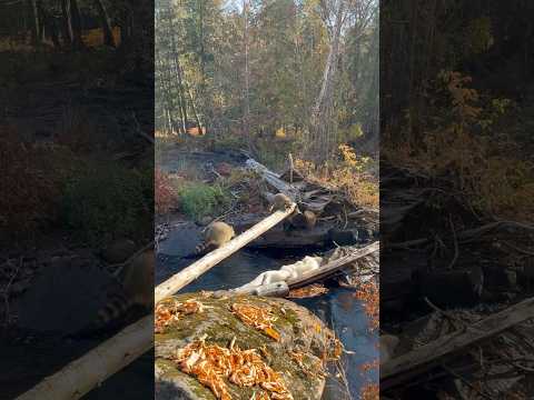 Xena the raccoon and her kits crossing the river. #wildliferehab