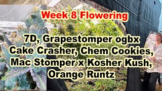 Week 8 Cannabis Flowering Grapestomper ogbx, 7D,  Mac stomper x kosher kush, Cake Crasher & more