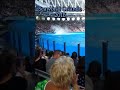 Orca's perform at Shamu Stadium! Tilikum's last show? #Tilikum #Shamu #killerwhales #Orca #seaworld