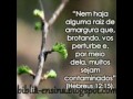 La rais de amargura Hebreos 12:14-15