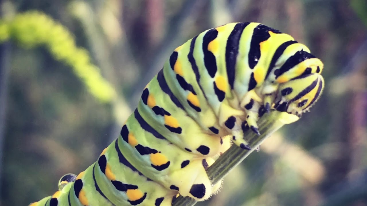 Horn Farm Center Tour 2020