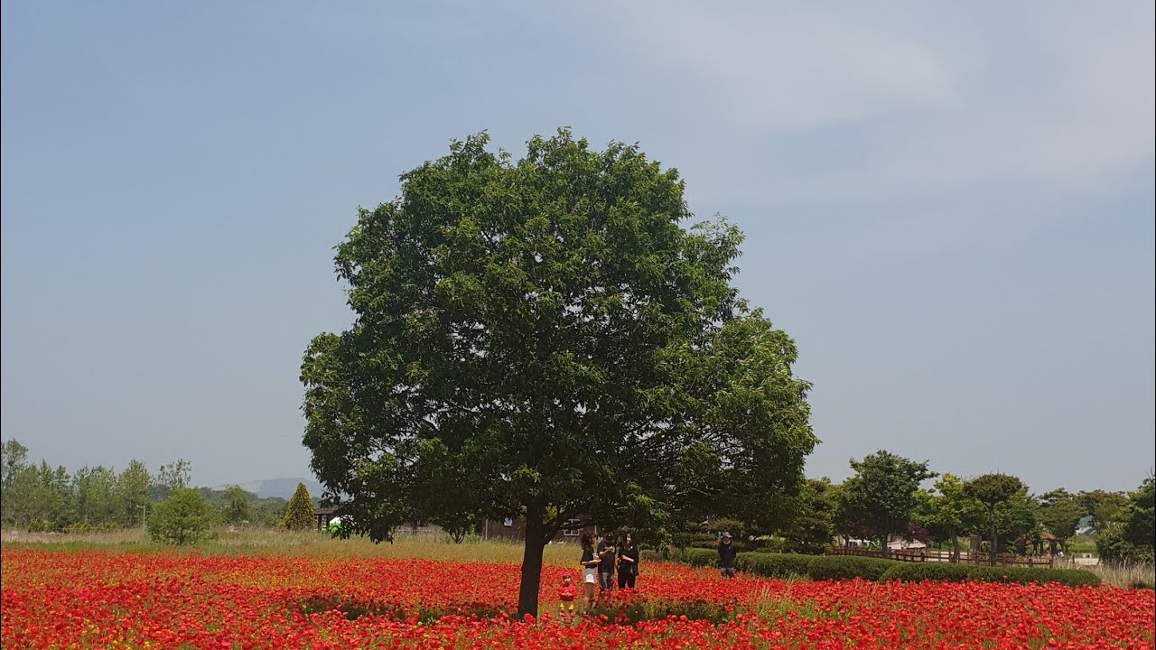 summer in korea /camping ground 