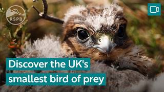 Meet The Uks Smallest Bird Of Prey, The Merlin Rspb Nature Breaks