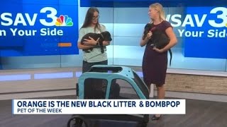 Pet of the Week
