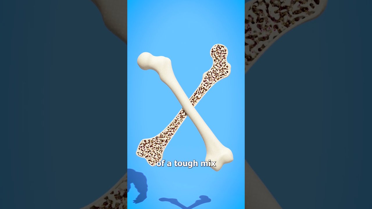 How Strong Are Human Bones? 🤔