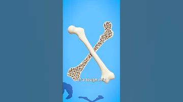 How Strong Are Human Bones 