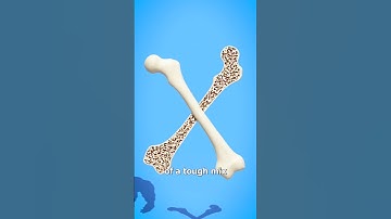 Thumbnail of How Strong Are Human Bones? 🤔