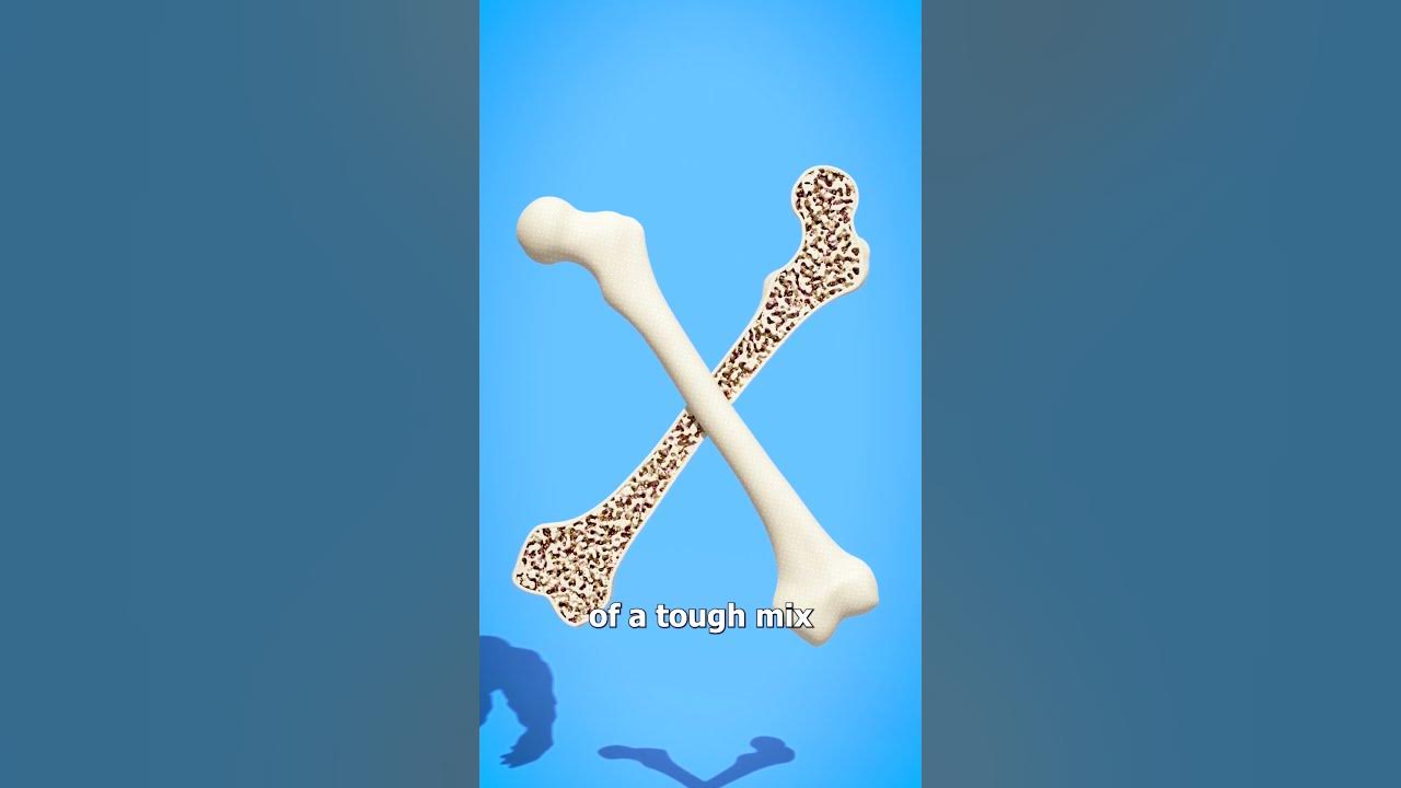 How Strong Are Human Bones? 🤔
