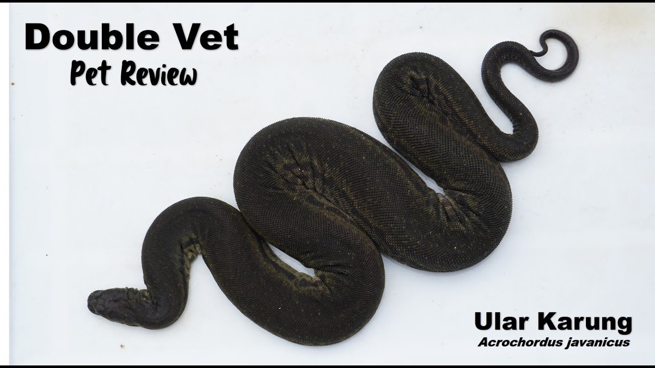 Ular Karung - Layak atau Tidak Dipelihara?!