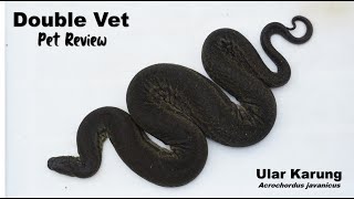 Sack Snakes - Worth Keeping or Not?!