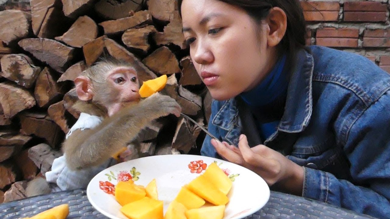 Monkey Baby Mori!! Mori Join Dinner With Mama