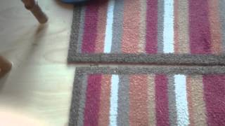 Patterdale Terrier Day1 At Home