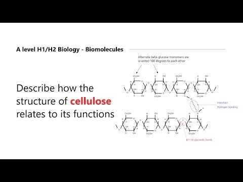 How Is The Structure Of Cellulose Related To Its Function