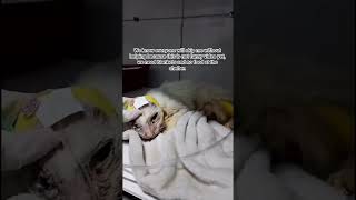 #youtubeshorts #youtubreels #catshorts #fypシ゚viral #love #resuce