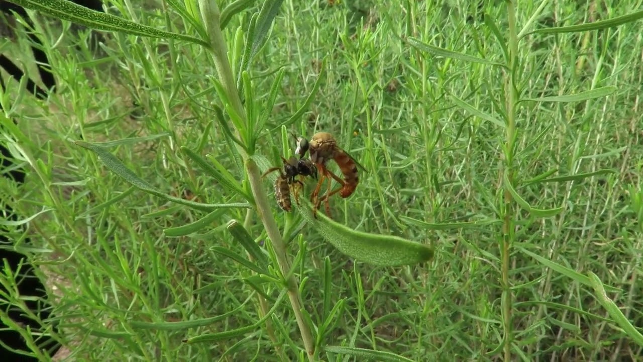Robber Fly with Prey