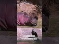 El Sudor de los Hipopotamos es Rosa