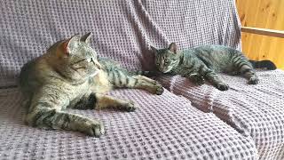 No.56 Otoki And Sanjiro Shares A Sofa.