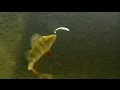 Perch eat Black Minnow: underwater attacks on fishing lure.