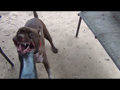 Vicky Pit Bull "Attacks" the Leaf Blower 17