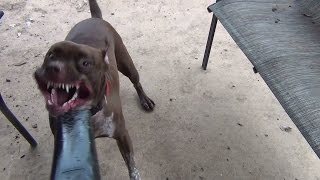 Vicky Pit Bull Attacks The Leaf Blower 17