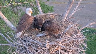 Kansas Eagles 51424.  (Footage from 5924)  Wichita opens a fish Ellie leaves for the eaglets.