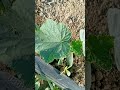 چطور بوته خیار قوی داشته باشیم چطور بوته خیار قوی داشته باشیم