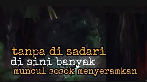 mencari keberadaan penunggu hutan bambu angker