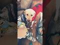 Merry Christmas From Maggie and Traeger #youtube #dog #aussie #labrador #puppy #christmas