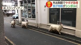 外出制限で我が物顔のヤギ急増　厄介者が救世主に・・・(20/06/05)