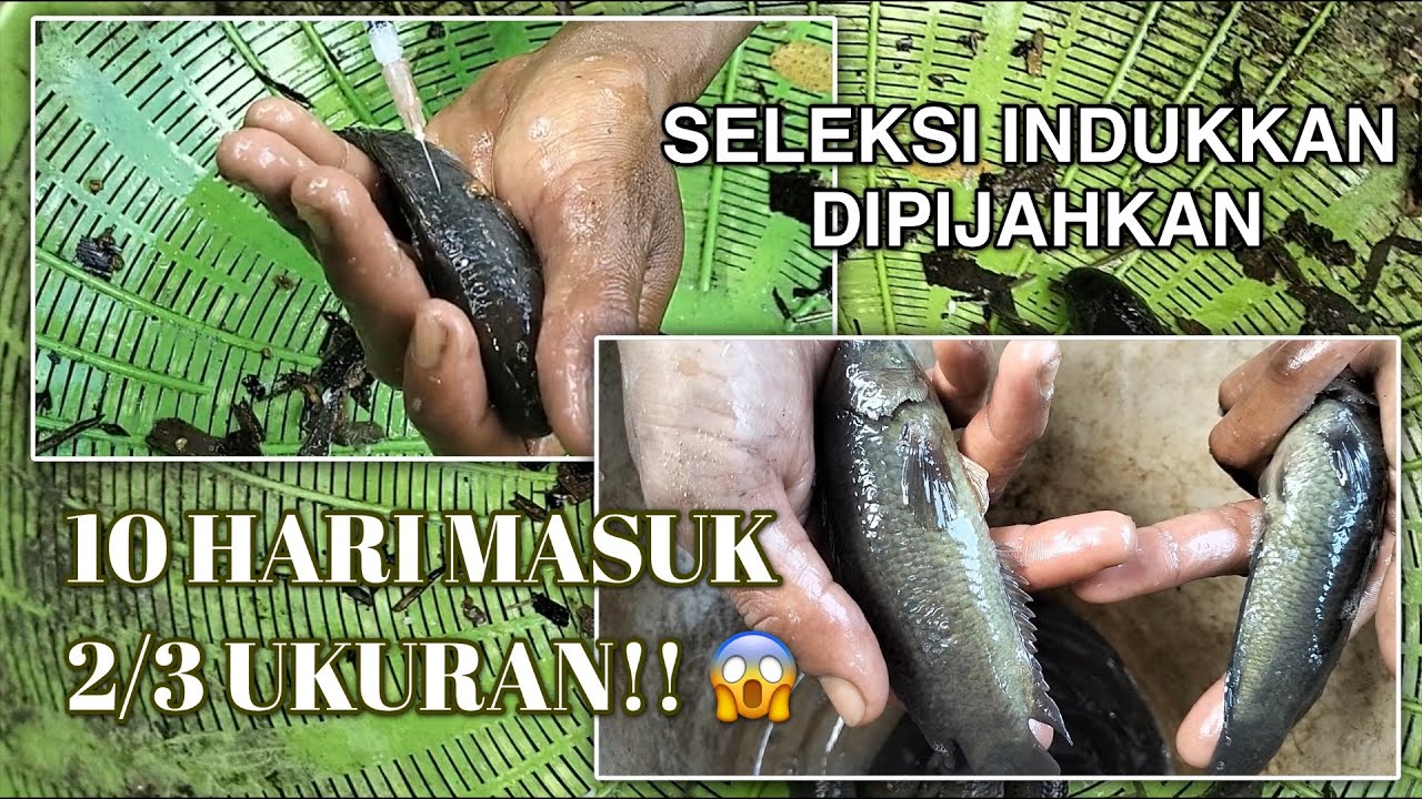 SELEKSI INDUKKAN MATANG GONAT, DI PIJAHKAN. UMUR 10 HARI MASUK UKURAN 2/3?!!😨😱