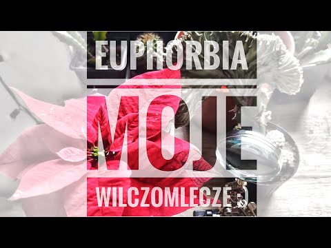 Wideo: Euphorbia Pół-kudłata