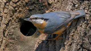 Nesting birds - Eurasian nuthatch (Sitta europaea)