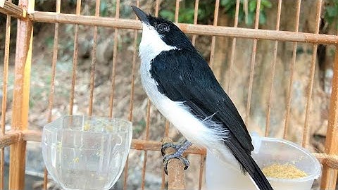 Burung Jingjing Batu Gacor Tembakan Keras Bagus Buat Masteran