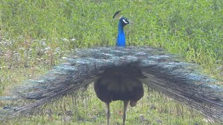 Peacock impressing dance , calling beloved #nature #anime by Safari Discovery  2,560 views 2 months ago 1 minute, 12 seconds