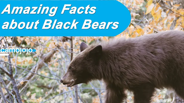 【Camojojo】About Black Bears: Fun facts you must know (PartⅠ)