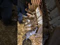 Bestie came to town and the goats said 'perfect