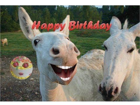 funny-donkey-singing-happy-birthday