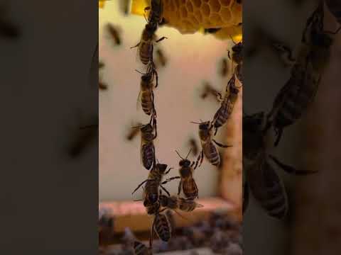 How bees make