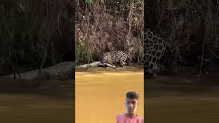 #infofactnews #jaguar #leopard #crocodile #animals #attack#shorts #totalgaming #animals