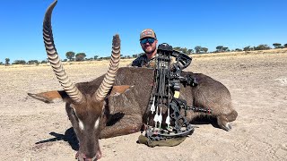 Bowhunting AFRICA Catch Clean Cook Chased By HONEY BADGER