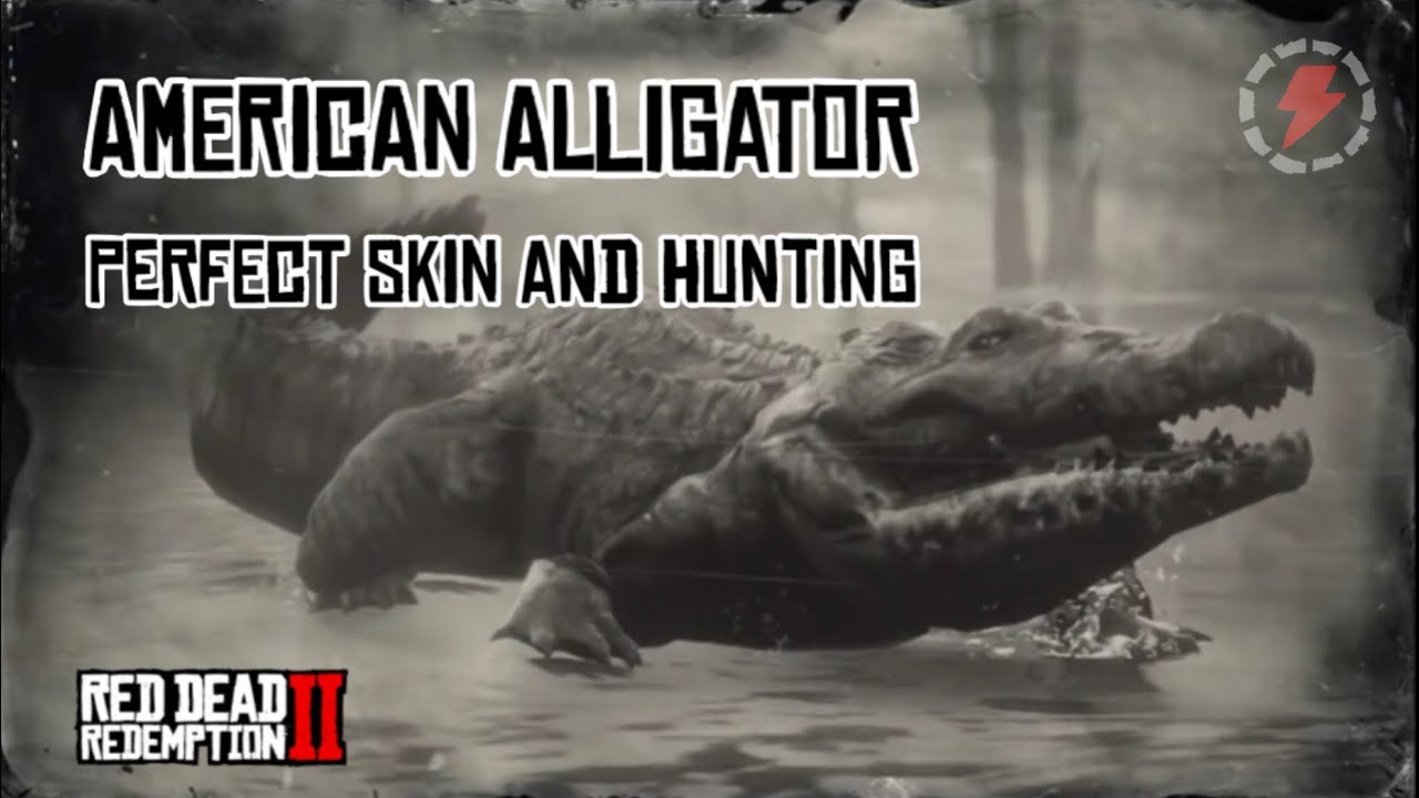 How To Get Perfect Alligator Skin Rdr2 RDR2 - American Alligator Perfect Skin and Hunting Guide - YouTube