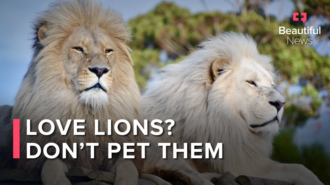 Lions Escape Canned Hunting Sanctuaries, Find Home At Panthera