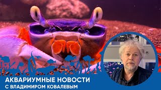 Аквариумные Новости С Владимиром Ковалевым (03.02.2023)