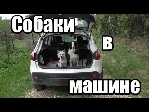 Как приучить собаку к поездкам в машине - ДРЕССИРОВКА СОБАК - Понять собаку
