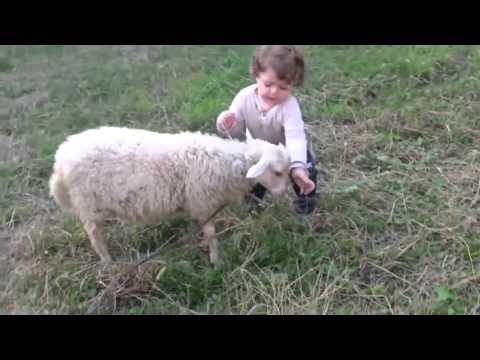 baby and Sheep ბავშვი და ცხვარი