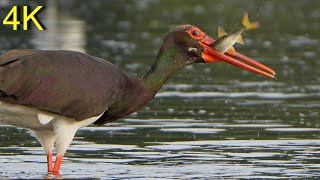 Schwarzstorch auf dem Herbstzug 2025_3  ---   Black Stork on Autumn Migration 2025_3