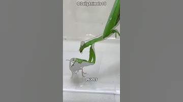 Bombardier Beetle l Nature